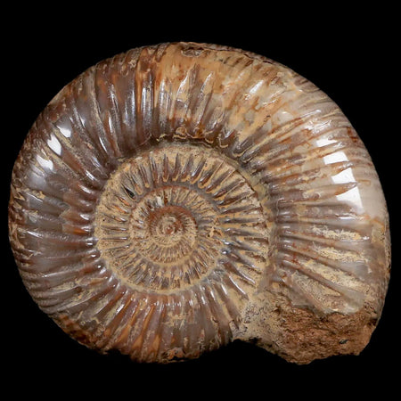 92MM Polished Perisphinctes Ammonite Fossil Nautilus Madagascar Jurassic Age COA