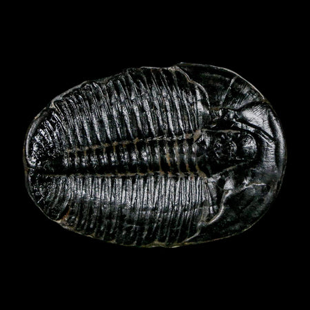 1.5" Elrathia Kingi Trilobite Fossil Utah Cambrian Age 521 Million Years Old COA