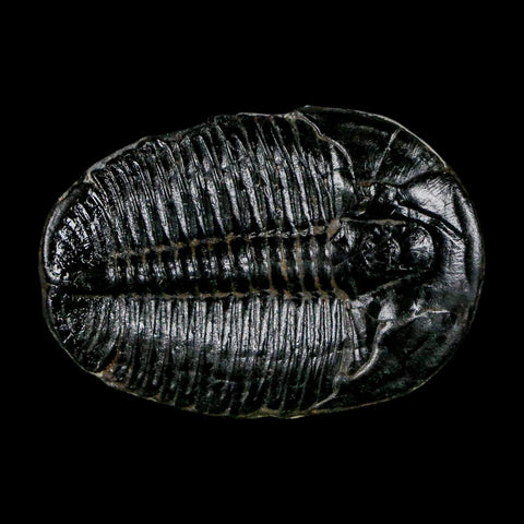 1.5" Elrathia Kingi Trilobite Fossil Utah Cambrian Age 521 Million Years Old COA