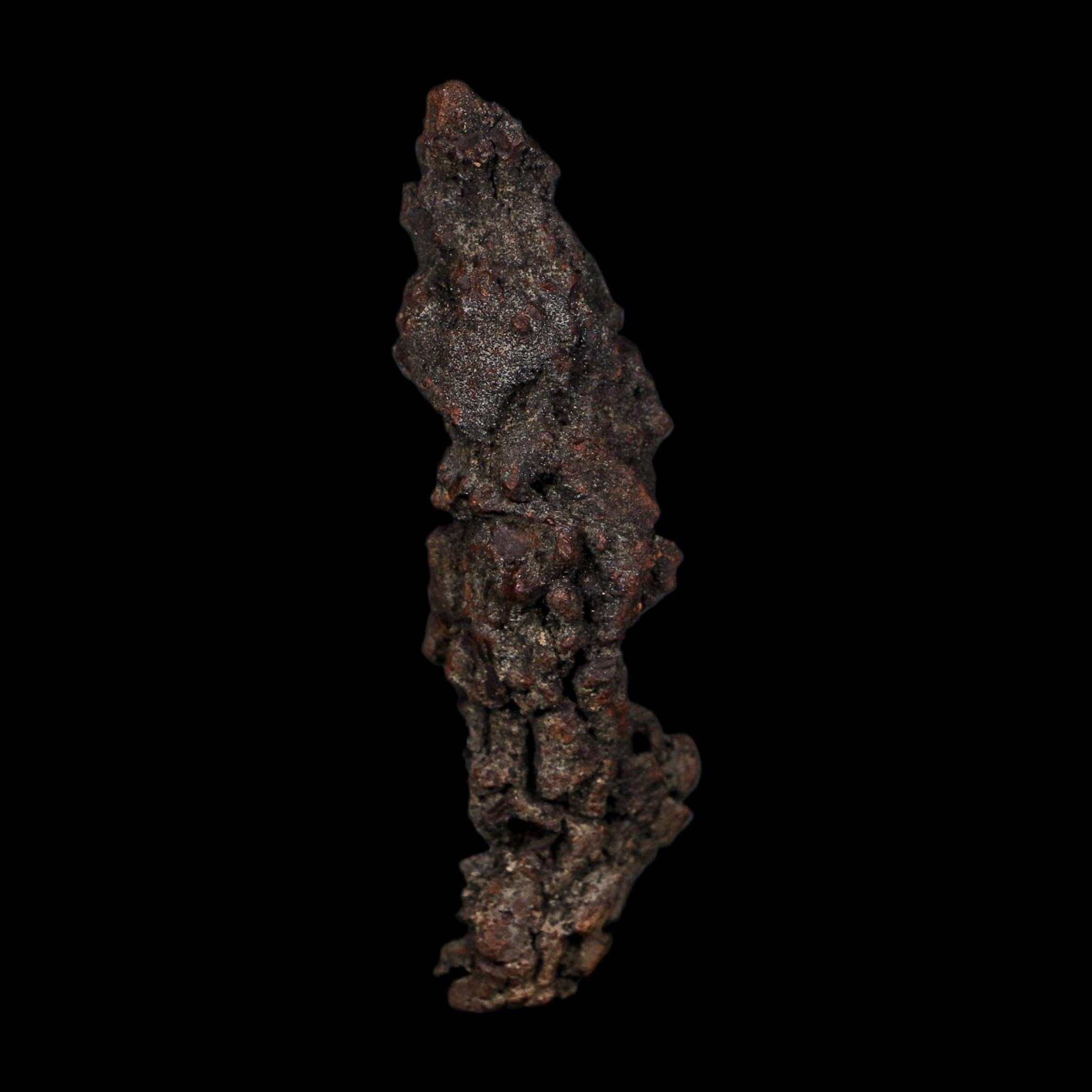 3.2" Prehistoric Coprolite Fossil Specimen Poop Dung Miocene Age Madagascar COA - Fossil Age Minerals