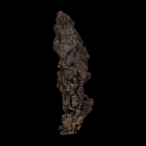 3.2" Prehistoric Coprolite Fossil Specimen Poop Dung Miocene Age Madagascar COA