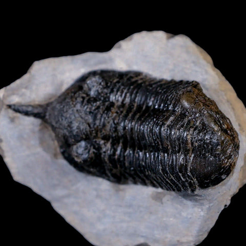 2.7" Morocconites Malladoides Trilobite Fossil Morocco Devonian Age Display, COA - Fossil Age Minerals