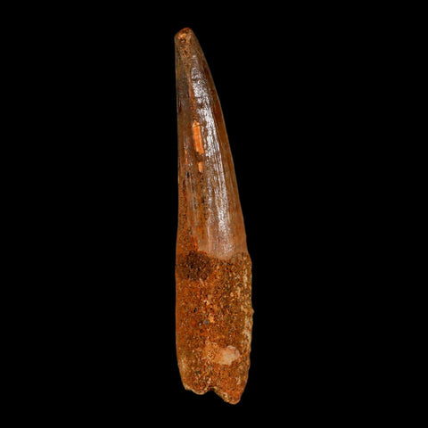 XL 3.4" Spinosaurus Fossil Tooth 100 Million Years Old Cretaceous Dinosaur COA - Fossil Age Minerals