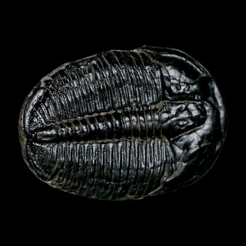 1.5" Elrathia Kingi Trilobite Fossil Utah Cambrian Age 521 Million Years Old COA