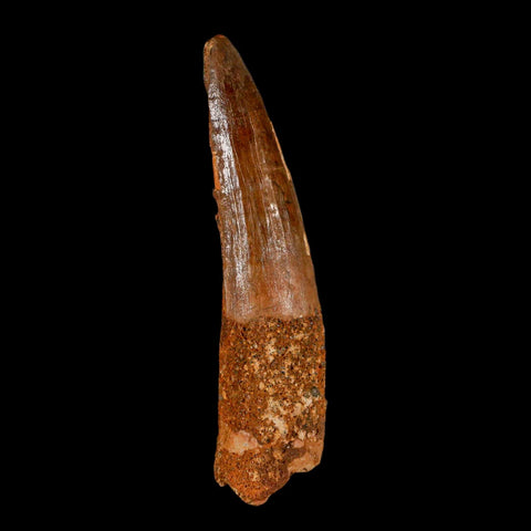 XL 3.4" Spinosaurus Fossil Tooth 100 Million Years Old Cretaceous Dinosaur COA - Fossil Age Minerals