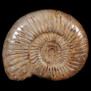 90MM Polished Perisphinctes Ammonite Fossil Nautilus Madagascar Jurassic Age COA
