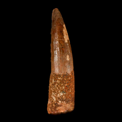 XL 3.4" Spinosaurus Fossil Tooth 100 Million Years Old Cretaceous Dinosaur COA - Fossil Age Minerals
