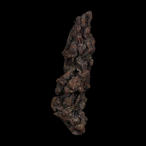 3.2" Prehistoric Coprolite Fossil Specimen Poop Dung Miocene Age Madagascar COA