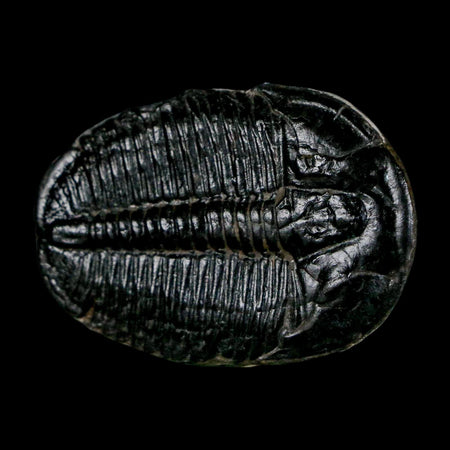 1.5" Elrathia Kingi Trilobite Fossil Utah Cambrian Age 521 Million Years Old COA