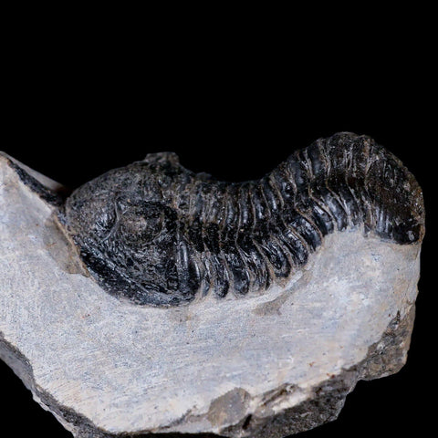 2.7" Morocconites Malladoides Trilobite Fossil Morocco Devonian Age Display, COA - Fossil Age Minerals