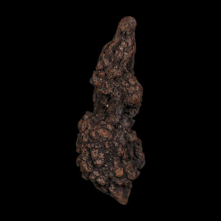 3.7" Prehistoric Coprolite Fossil Specimen Poop Dung Miocene Age Madagascar COA