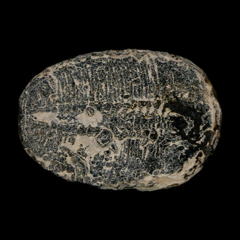 1.5" Elrathia Kingi Trilobite Fossil Utah Cambrian Age 521 Million Years Old COA
