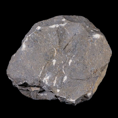 2.7" Morocconites Malladoides Trilobite Fossil Morocco Devonian Age Display, COA - Fossil Age Minerals