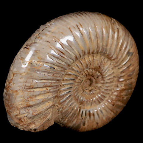 90MM Polished Perisphinctes Ammonite Fossil Nautilus Madagascar Jurassic Age COA - Fossil Age Minerals