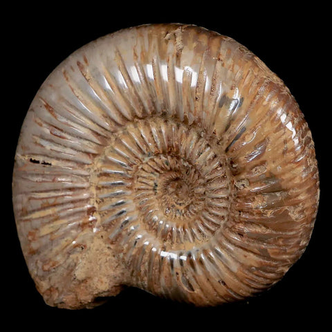 90MM Polished Perisphinctes Ammonite Fossil Nautilus Madagascar Jurassic Age COA - Fossil Age Minerals