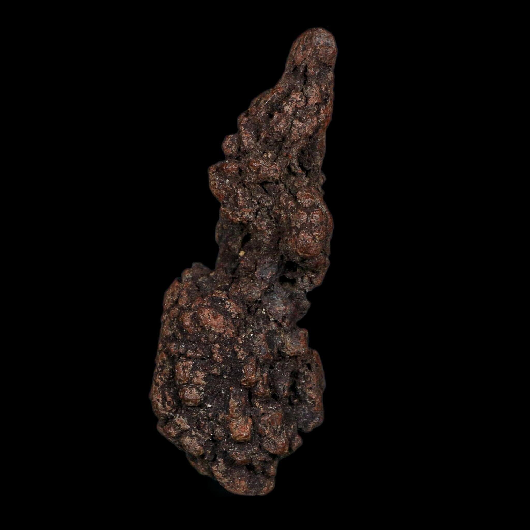3.7" Prehistoric Coprolite Fossil Specimen Poop Dung Miocene Age Madagascar COA - Fossil Age Minerals
