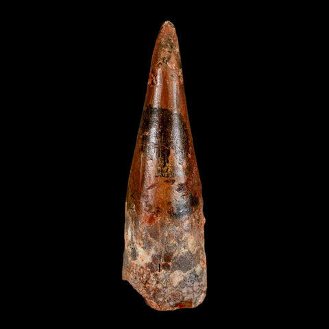 XL 3.2" Spinosaurus Fossil Tooth 100 Million Years Old Cretaceous Dinosaur COA - Fossil Age Minerals