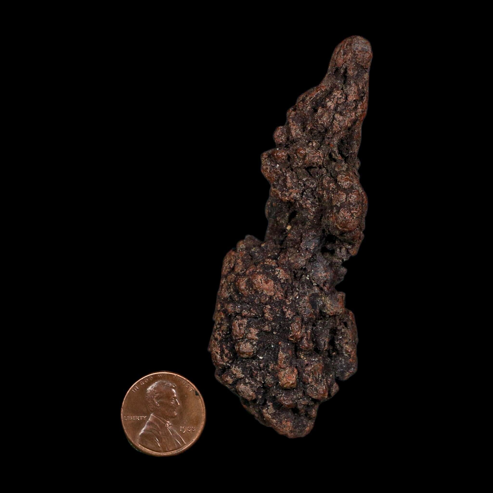 3.7" Prehistoric Coprolite Fossil Specimen Poop Dung Miocene Age Madagascar COA - Fossil Age Minerals