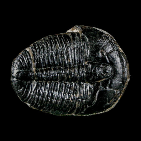 1.5" Elrathia Kingi Trilobite Fossil Utah Cambrian Age 521 Million Years Old COA
