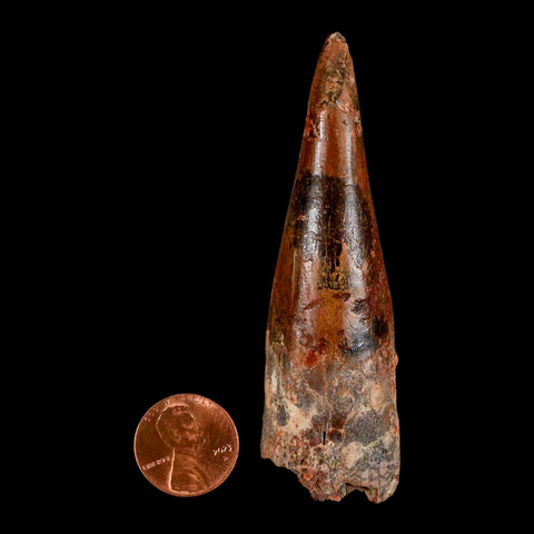 XL 3.2" Spinosaurus Fossil Tooth 100 Million Years Old Cretaceous Dinosaur COA - Fossil Age Minerals
