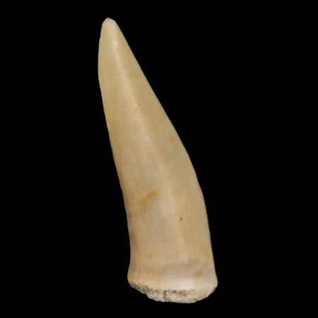 1.7" Saber Toothed Herring Fossil Fang Enchodus Libycus Cretaceous COA Stand