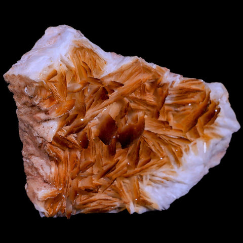 3.6" Orange Barite Blades Crystal Mineral Specimen Mabladen Morocco - Fossil Age Minerals