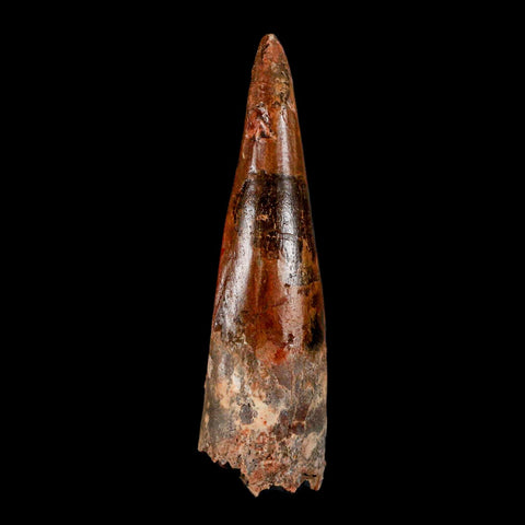 XL 3.2" Spinosaurus Fossil Tooth 100 Million Years Old Cretaceous Dinosaur COA - Fossil Age Minerals