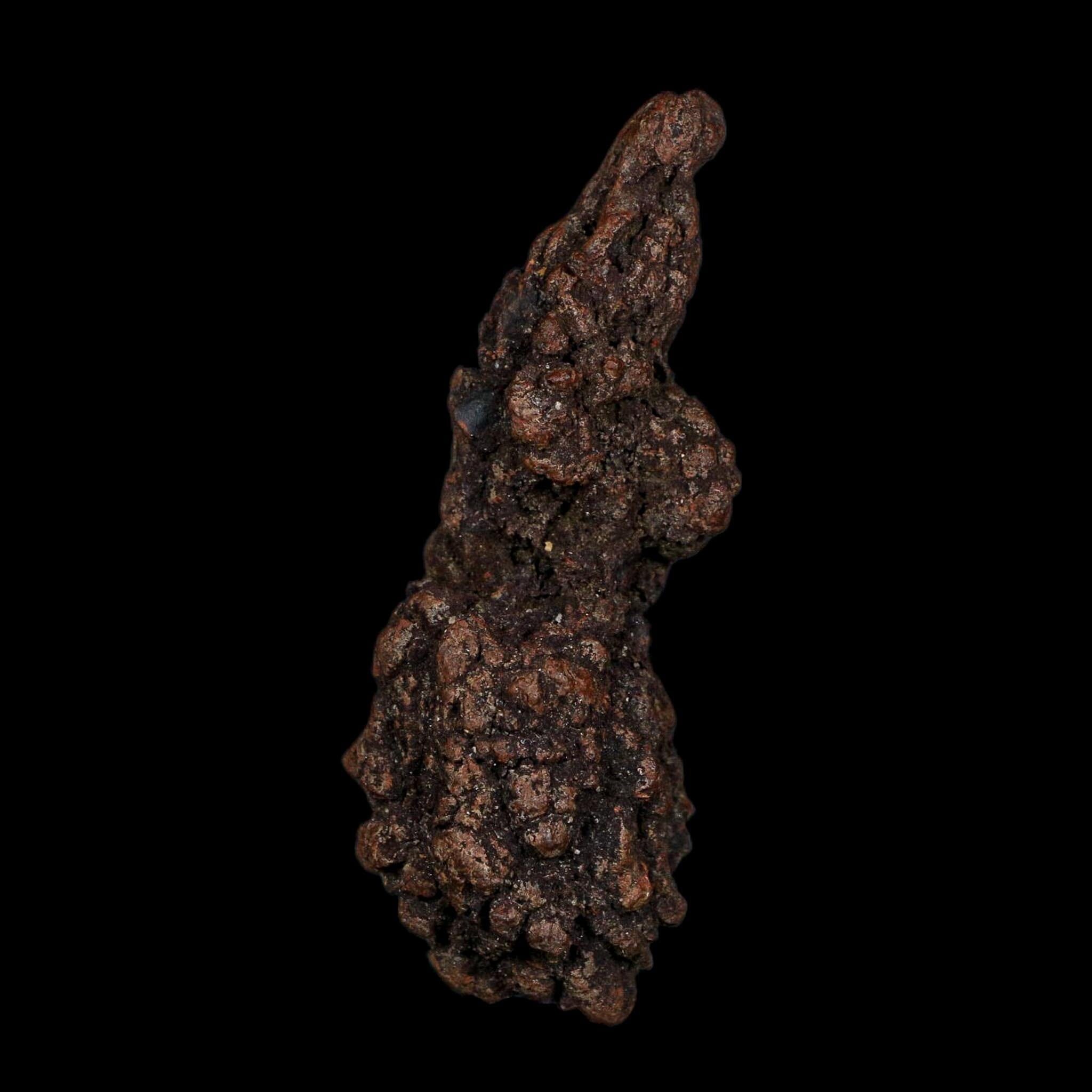 3.7" Prehistoric Coprolite Fossil Specimen Poop Dung Miocene Age Madagascar COA - Fossil Age Minerals