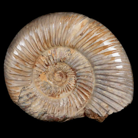76MM Polished Perisphinctes Ammonite Fossil Nautilus Madagascar Jurassic Age COA - Fossil Age Minerals