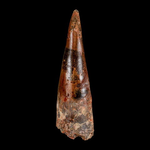 XL 3.2" Spinosaurus Fossil Tooth 100 Million Years Old Cretaceous Dinosaur COA - Fossil Age Minerals