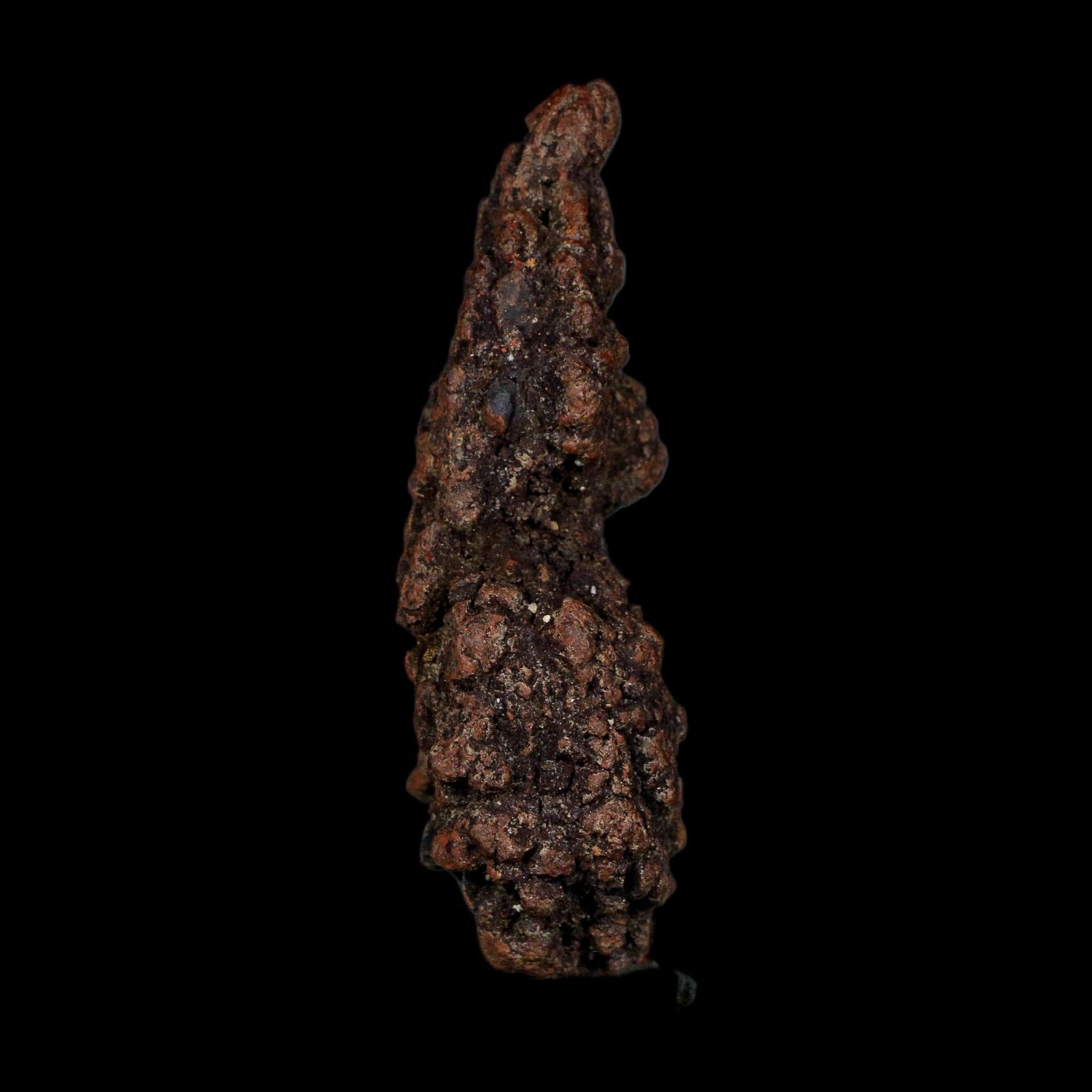 3.7" Prehistoric Coprolite Fossil Specimen Poop Dung Miocene Age Madagascar COA - Fossil Age Minerals