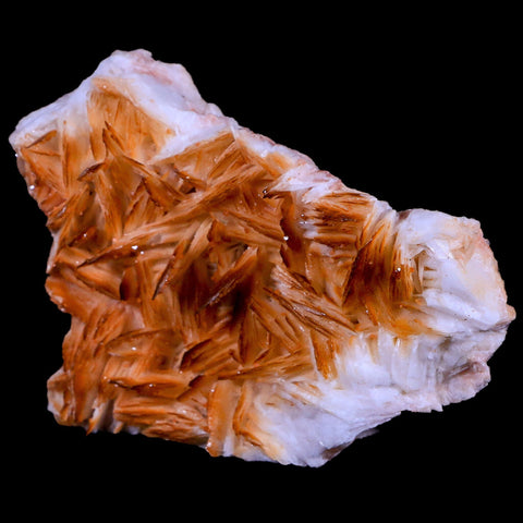 3.6" Orange Barite Blades Crystal Mineral Specimen Mabladen Morocco - Fossil Age Minerals