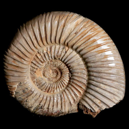 76MM Polished Perisphinctes Ammonite Fossil Nautilus Madagascar Jurassic Age COA