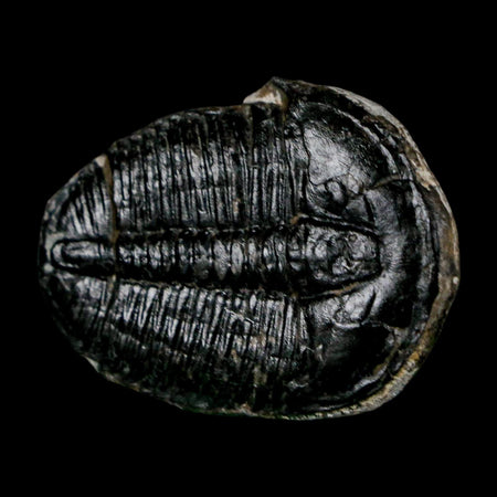 1.5" Elrathia Kingi Trilobite Fossil Utah Cambrian Age 521 Million Years Old COA