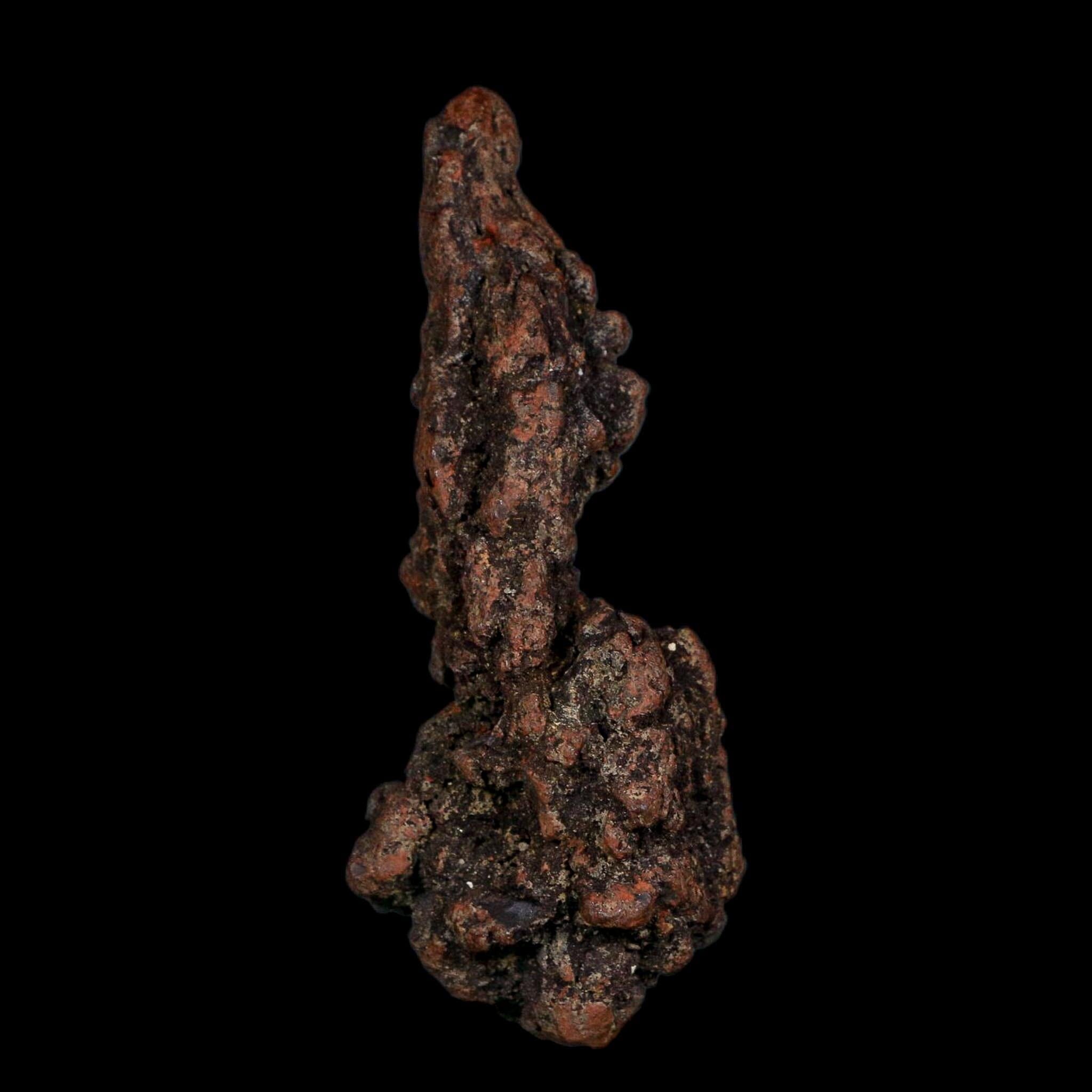 3.7" Prehistoric Coprolite Fossil Specimen Poop Dung Miocene Age Madagascar COA - Fossil Age Minerals
