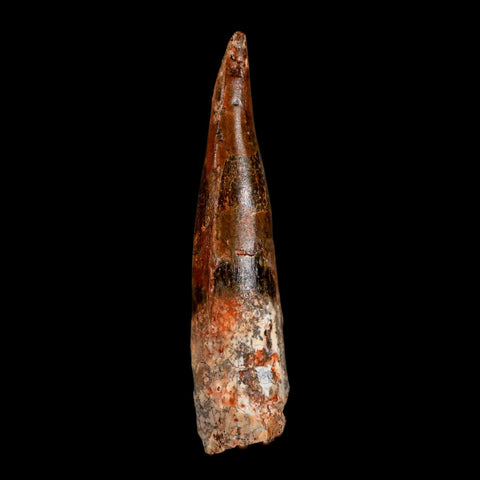XL 3.2" Spinosaurus Fossil Tooth 100 Million Years Old Cretaceous Dinosaur COA - Fossil Age Minerals