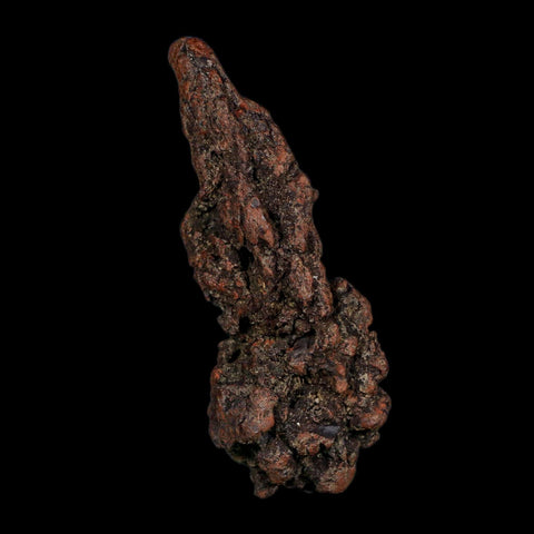 3.7" Prehistoric Coprolite Fossil Specimen Poop Dung Miocene Age Madagascar COA