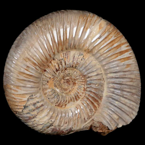 76MM Polished Perisphinctes Ammonite Fossil Nautilus Madagascar Jurassic Age COA - Fossil Age Minerals