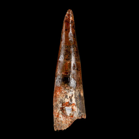 XL 3.2" Spinosaurus Fossil Tooth 100 Million Years Old Cretaceous Dinosaur COA - Fossil Age Minerals
