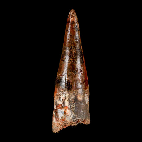 XL 3.2" Spinosaurus Fossil Tooth 100 Million Years Old Cretaceous Dinosaur COA - Fossil Age Minerals