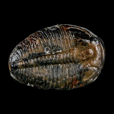 1.5" Elrathia Kingi Trilobite Fossil Utah Cambrian Age 521 Million Years Old COA