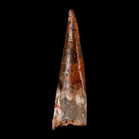XL 3.2" Spinosaurus Fossil Tooth 100 Million Years Old Cretaceous Dinosaur COA - Fossil Age Minerals