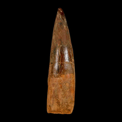 XL 3.5" Spinosaurus Fossil Tooth 100 Million Years Old Cretaceous Dinosaur COA - Fossil Age Minerals