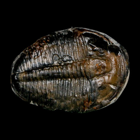 1.5" Elrathia Kingi Trilobite Fossil Utah Cambrian Age 521 Million Years Old COA