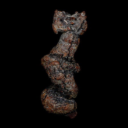 2.8" Prehistoric Coprolite Fossil Specimen Poop Dung Miocene Age Madagascar COA