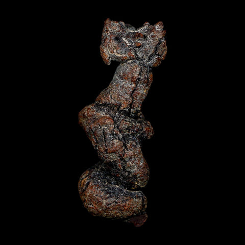 2.8" Prehistoric Coprolite Fossil Specimen Poop Dung Miocene Age Madagascar COA