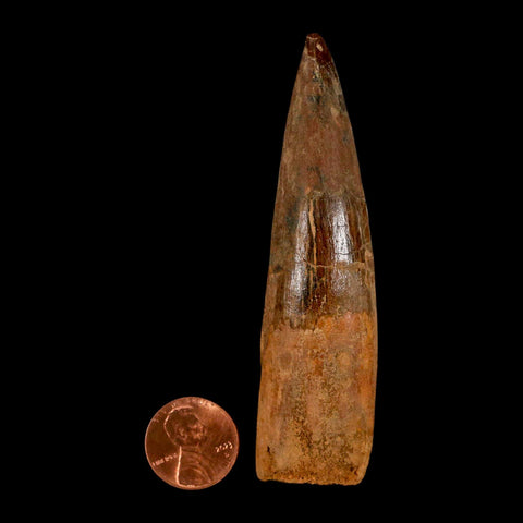 XL 3.5" Spinosaurus Fossil Tooth 100 Million Years Old Cretaceous Dinosaur COA - Fossil Age Minerals