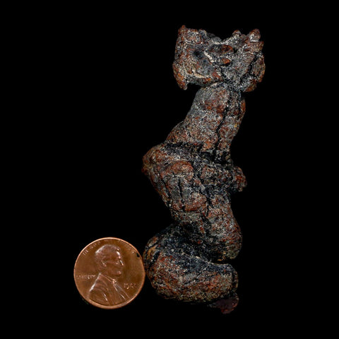 2.8" Prehistoric Coprolite Fossil Specimen Poop Dung Miocene Age Madagascar COA