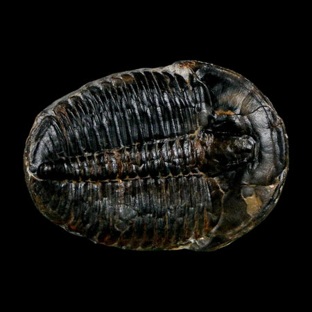 1.5" Elrathia Kingi Trilobite Fossil Utah Cambrian Age 521 Million Years Old COA