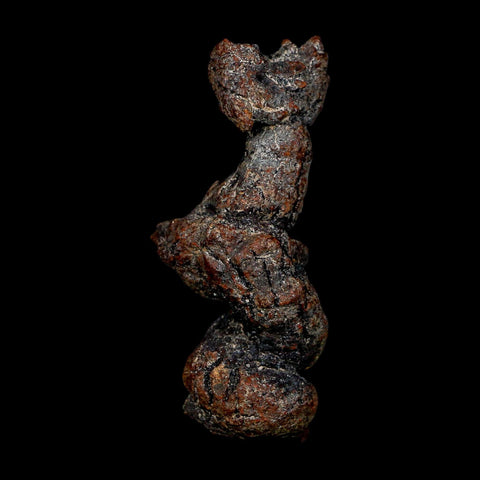 2.8" Prehistoric Coprolite Fossil Specimen Poop Dung Miocene Age Madagascar COA